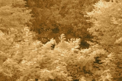 KONICA MINOLTA DIGITAL CAMERA